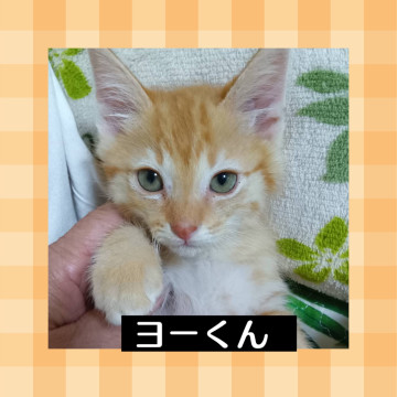 美しい毛色❤️ヨーくん