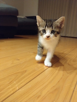 6月24日生まれ おっとり子猫ちゃん