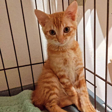 山に捨てられた子猫とわちゃん