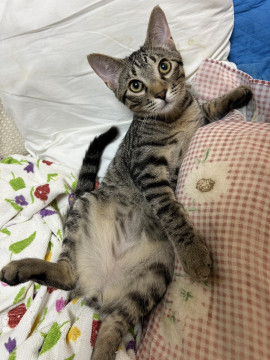元気いっぱい、甘えん坊