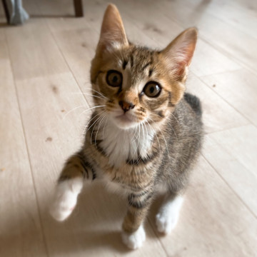 ヴーシャーズ③