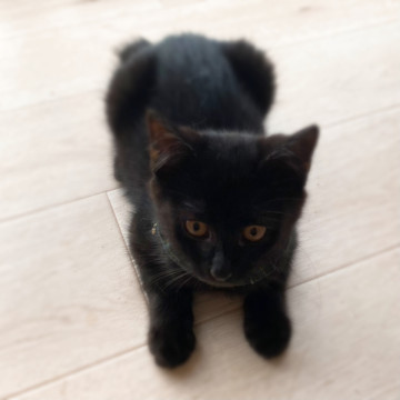 ブラッキーズ②