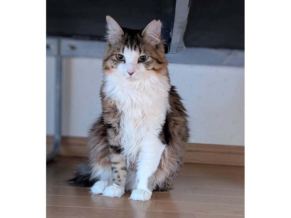 11/2堺市里親会☆サリー