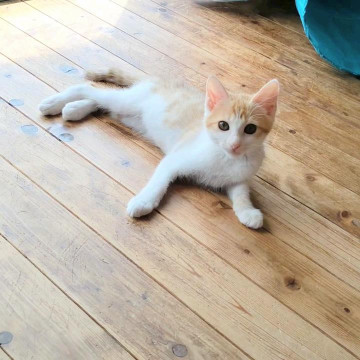 大人びた美猫さん