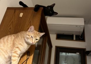 猫]千葉県の里親募集 迎えにきてね⭐️黒猫おはぎくん