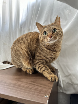 ルックス120%♡家猫修行中キジトラ♪