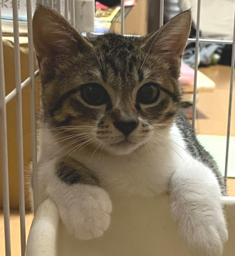 キジ白 そろそろ甘えていい?!