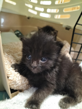 生後約3週間の仔猫