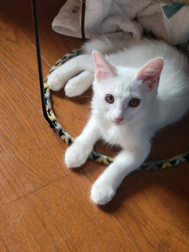 だんだん慣れてきました★美猫3か月