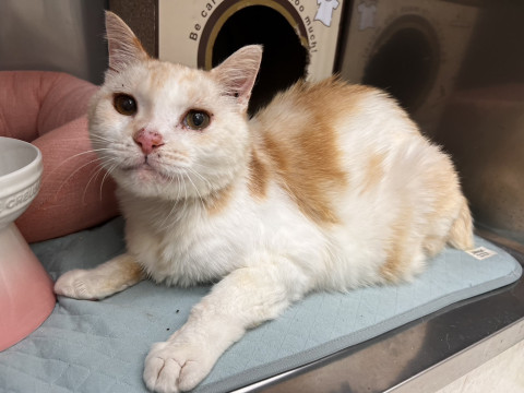 クリーム茶トラのイケおじニャン