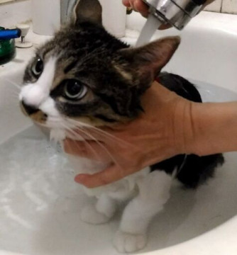 信頼度世界№１　里親様と猫が主役のご縁組