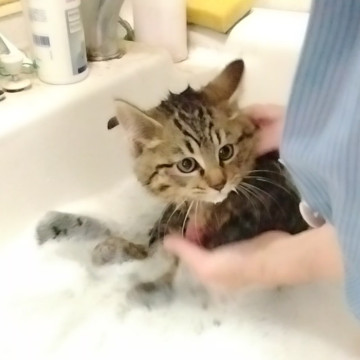 信頼度世界№1 里親様と猫が主役のご縁組