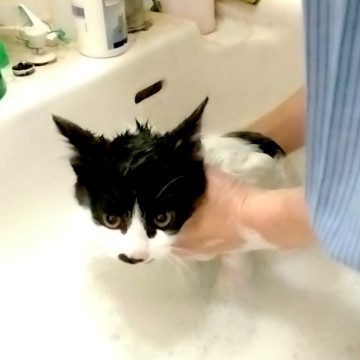 信頼度世界№1 里親様と猫が主役のご縁組