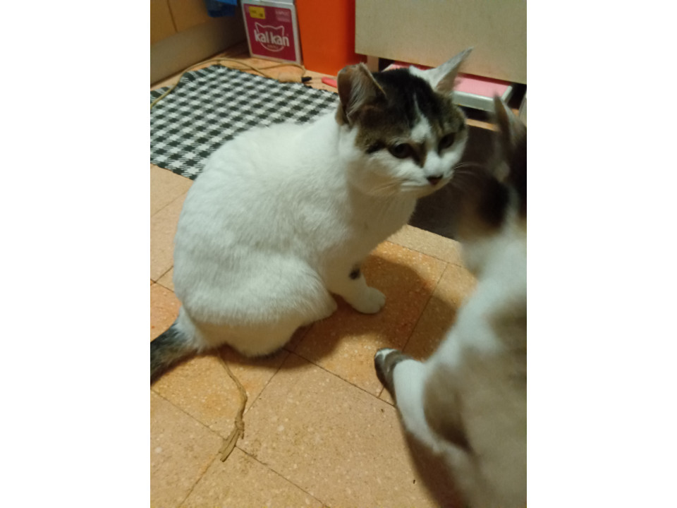 キジ白の食いしん坊の美人さん