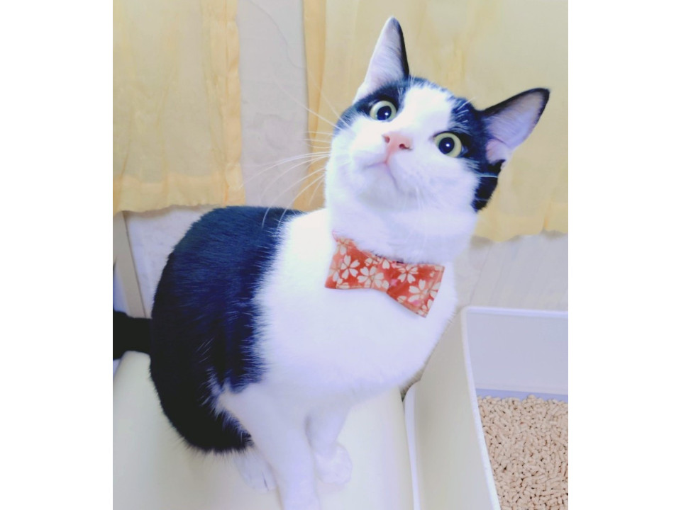 【1/4譲渡会】少しビビリのオレオ君