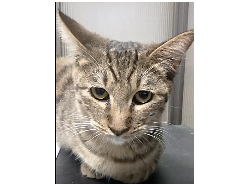 タヌキしっぽが特徴的な女の子『よつば』