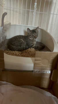 キジトラの子猫