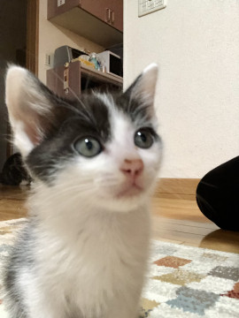 可愛いです おたまちゃん
