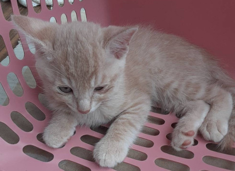 ピンクベージュっぽい子猫