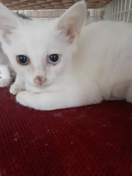 きれいなオッドアイの子猫