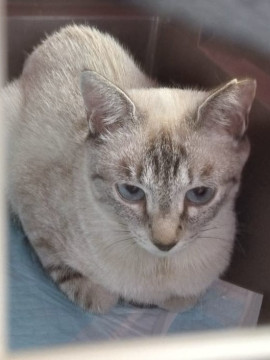 美猫ちゃんの里親募集