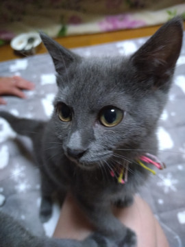 かわいい フィナ