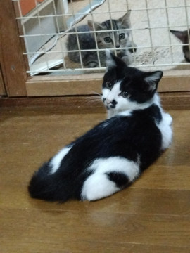 お顔大きめ まる