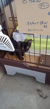 ジジ、と呼びたくなってしまう黒猫ちゃん