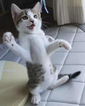 ★譲渡決定★優しく朗らかな男のコ♪