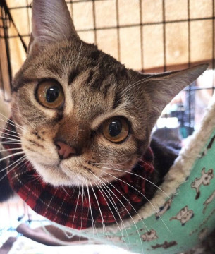 野良猫が軒下で生んだ兄妹♡