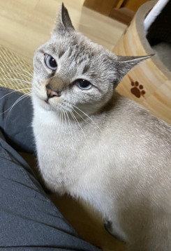 ブルーの目の女の子♡