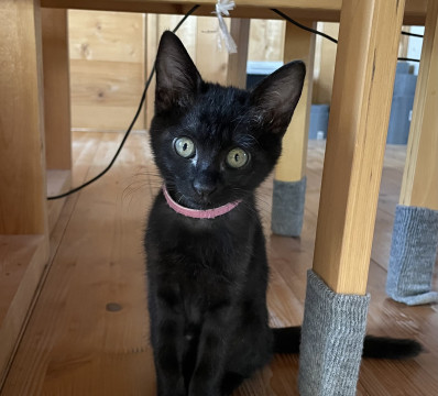ミルク育ち元気はつらつ黒猫女の子
