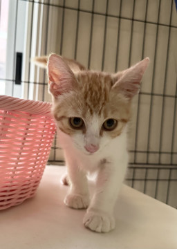 人馴れバッチリの甘えん坊君