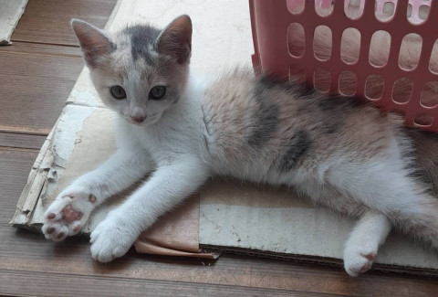 パステル三毛猫ちゃん
