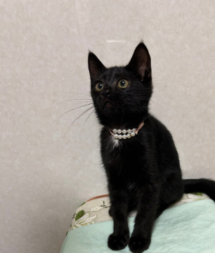 ピュアで愛らしい子猫ちゃん