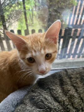 びびりの甘えん坊さん✩ちゃしー