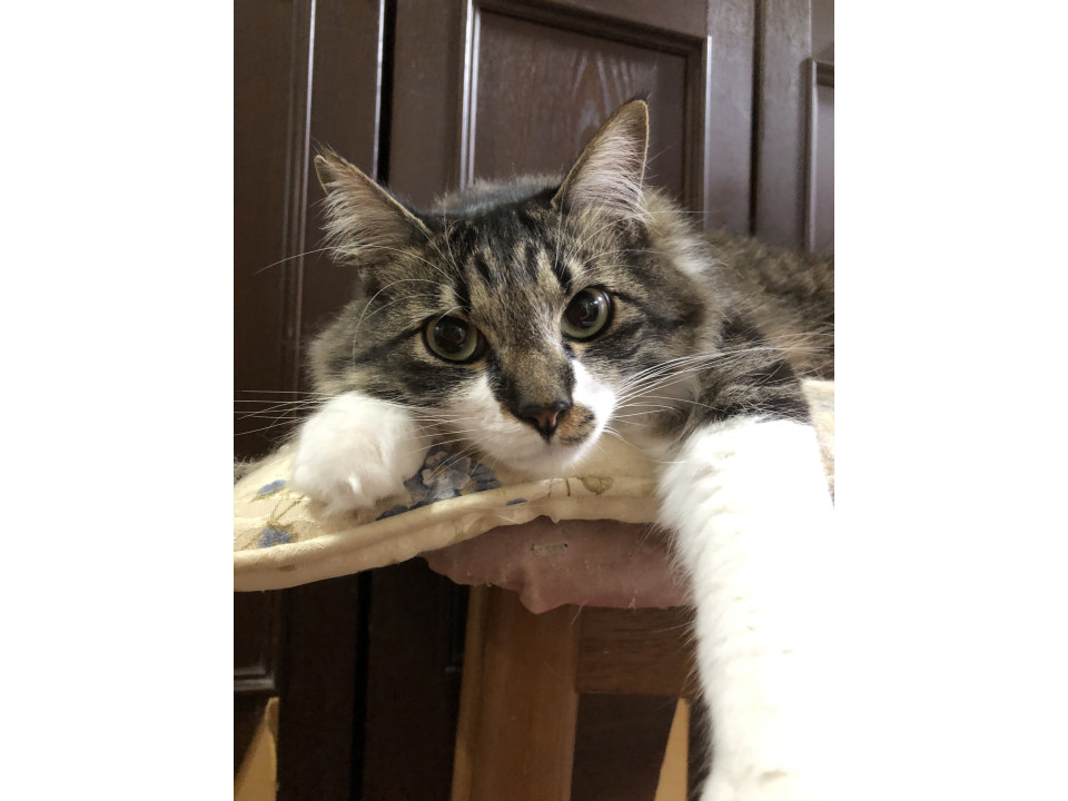 胸毛モフモフ謙信くん!