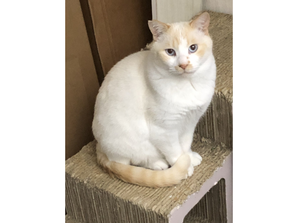 目の青いシャムくん！