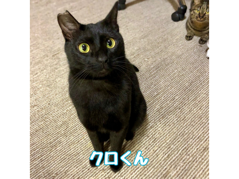 クロくん(兄妹のユイと一緒に)