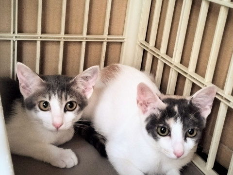 可愛い三毛猫の里親さん募集