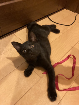 まるでジジみたい!かわいい黒猫の女の子