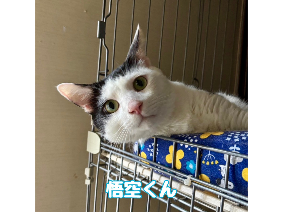 【10/19譲渡会】悟空くん(1匹飼い)