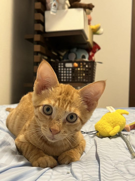 幸運を呼ぶチャトラの子猫