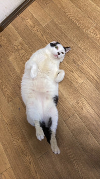 元ボス地域猫ゴンちゃん♡