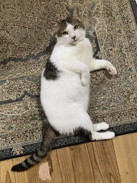 元ボス猫、現デレ猫♪アーサー