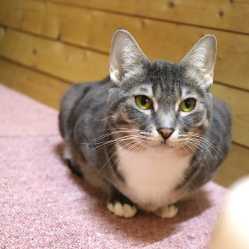 花色ほんのり・あんずちゃん
