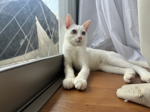 額頭に灰色の毛がある白い美男子猫