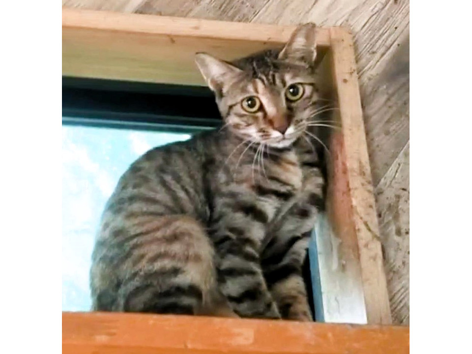 怖がりさんのお母さん猫『クローバー』♀