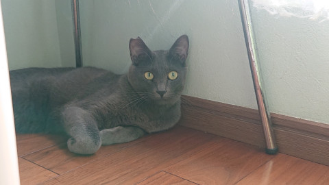 びーる、グレー、オス