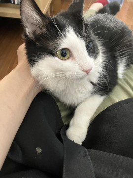 ぺこ、メス、推定2023.3月生まれて